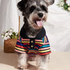 A small, gray dog wearing a colorful striped polo shirt against a white background.