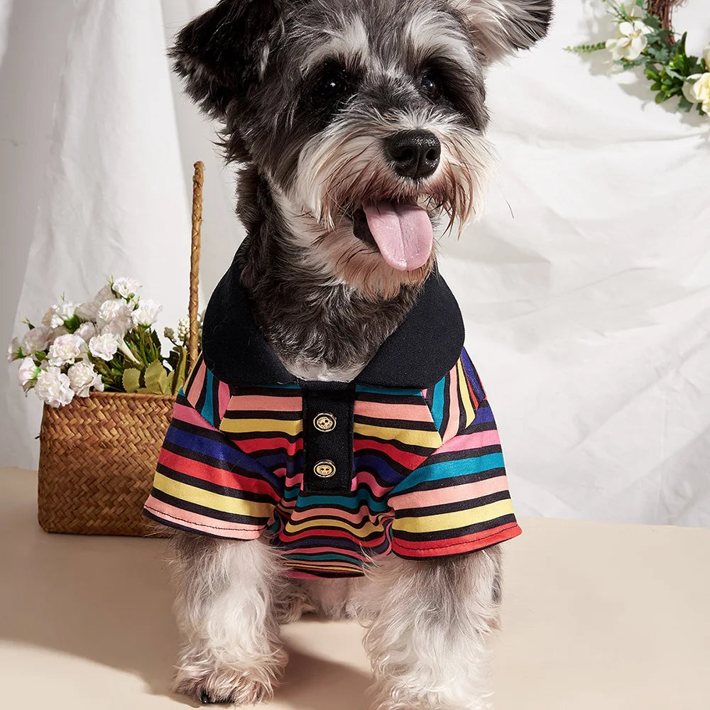 A small, gray dog wearing a colorful striped polo shirt against a white background.