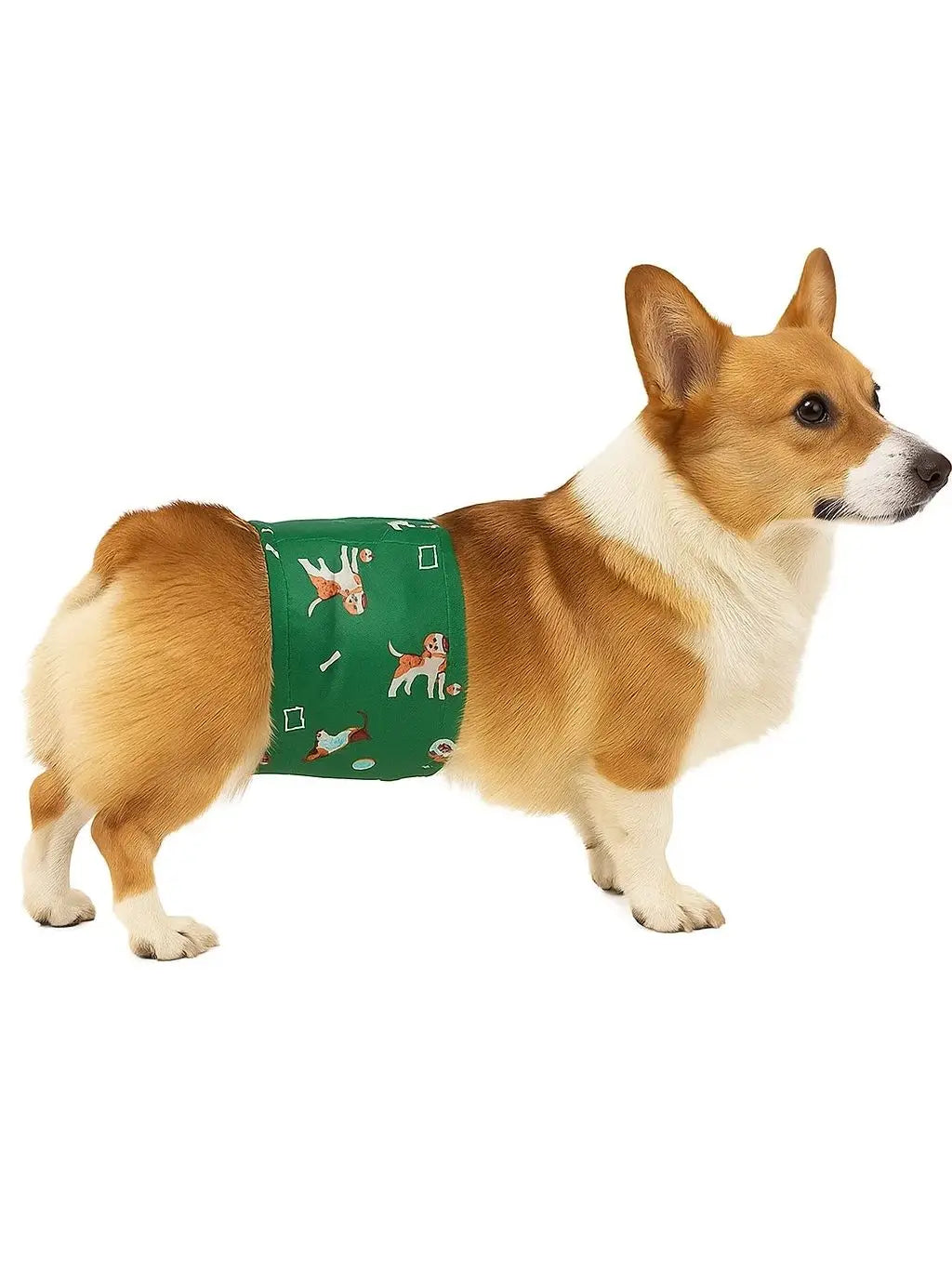 A light brown and white dog wearing a green sanitary wrap for male dogs.