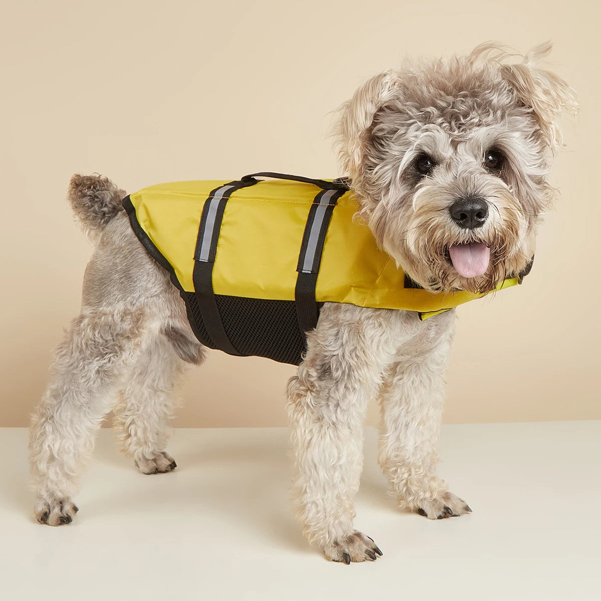 Un chien moelleux portant un gilet de sauvetage jaune réfléchissant pour la baignade et la sécurité.