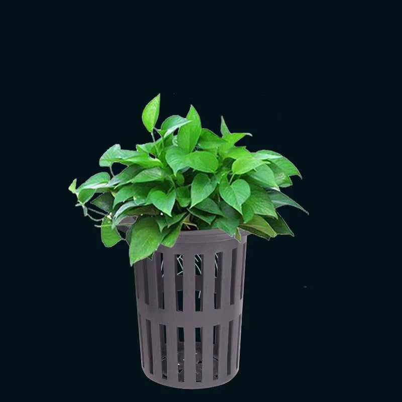 A green plant is growing in a gray, cylindrical basket used as a wall-mounted hydroponic plant container.