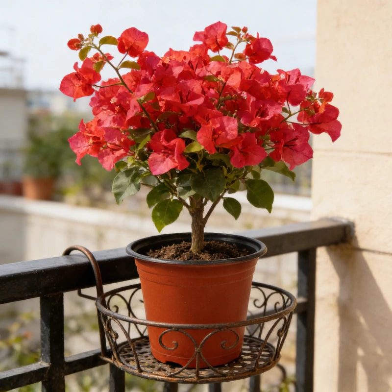 A potted geranium plant in an orange terracotta pot sitting on a black metal railing.