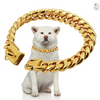 Un chien blanc portant un collier de cou Cuban link en acier inoxydable de couleur or.