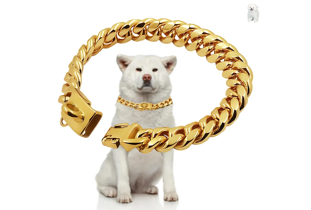 Un chien blanc portant un collier de cou Cuban link en acier inoxydable de couleur or.