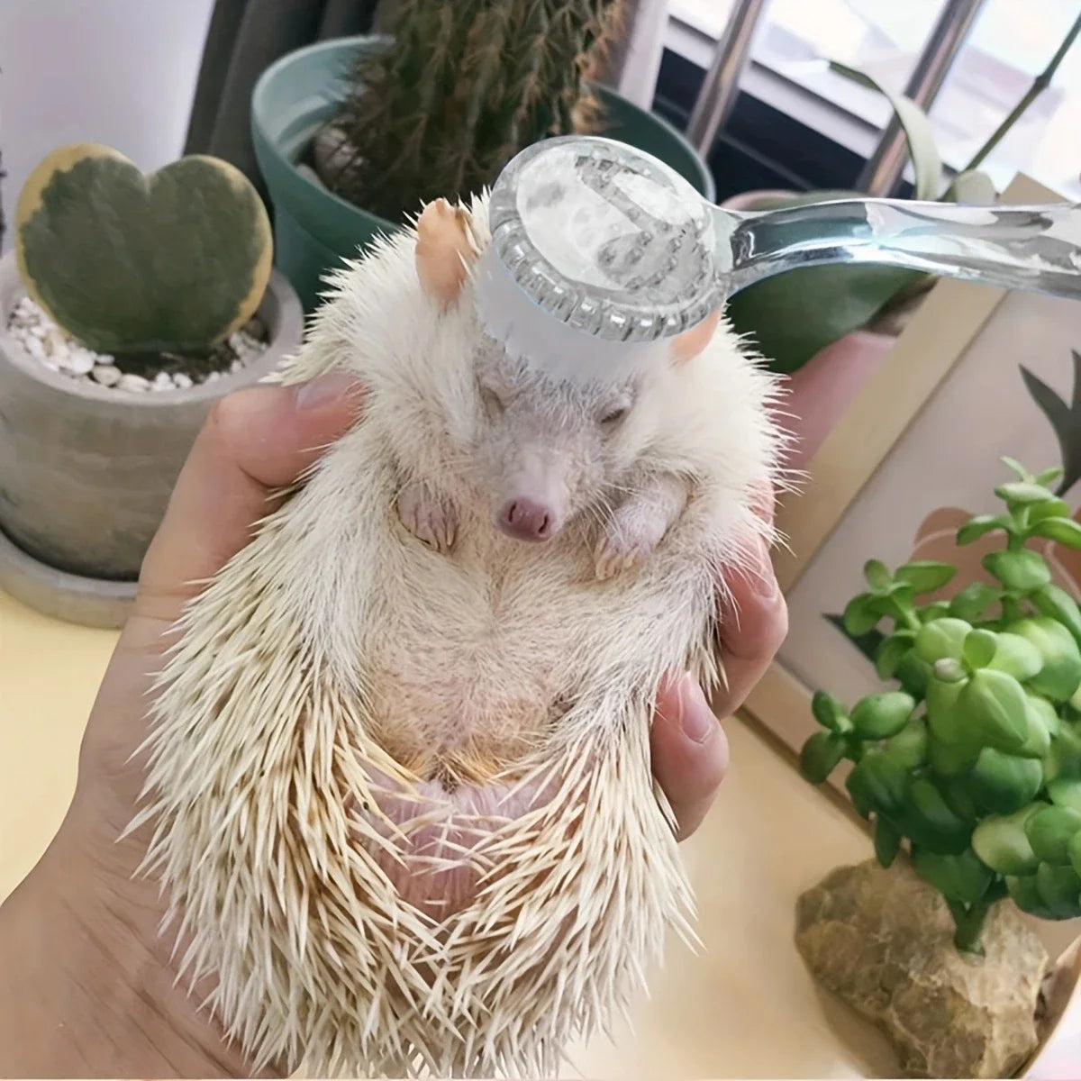 Eine Hand hält einen flauschigen weißen Hamster mit weichen Borsten, wahrscheinlich zum Pflegen.