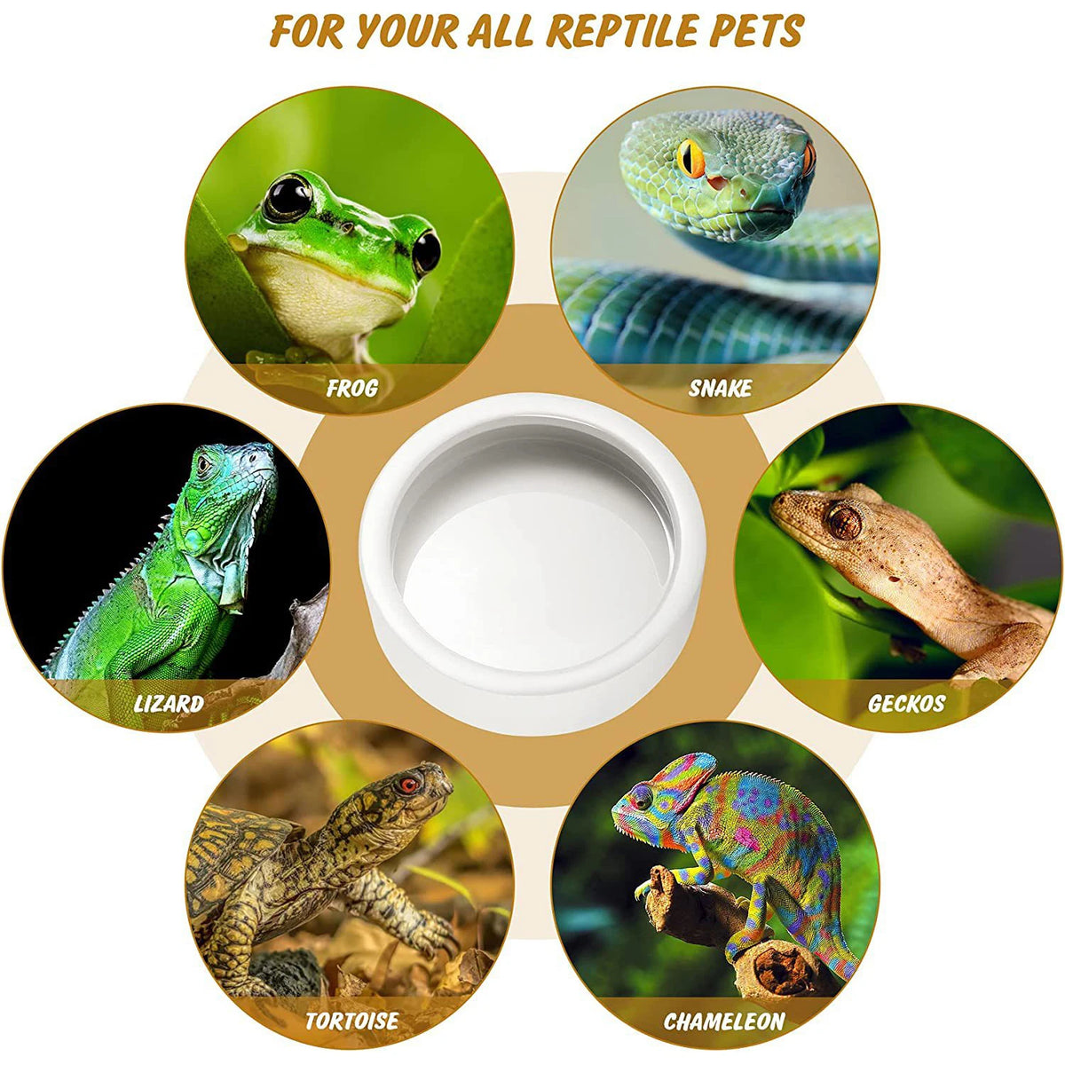 A white ceramic feeding and watering bowl surrounded by images of various reptile pets including a frog, lizard, gecko, torto