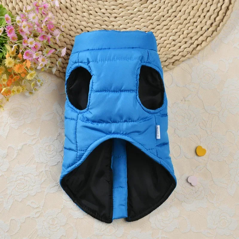 A bright blue padded dog coat jacket with black lining and openings is displayed on a light background.