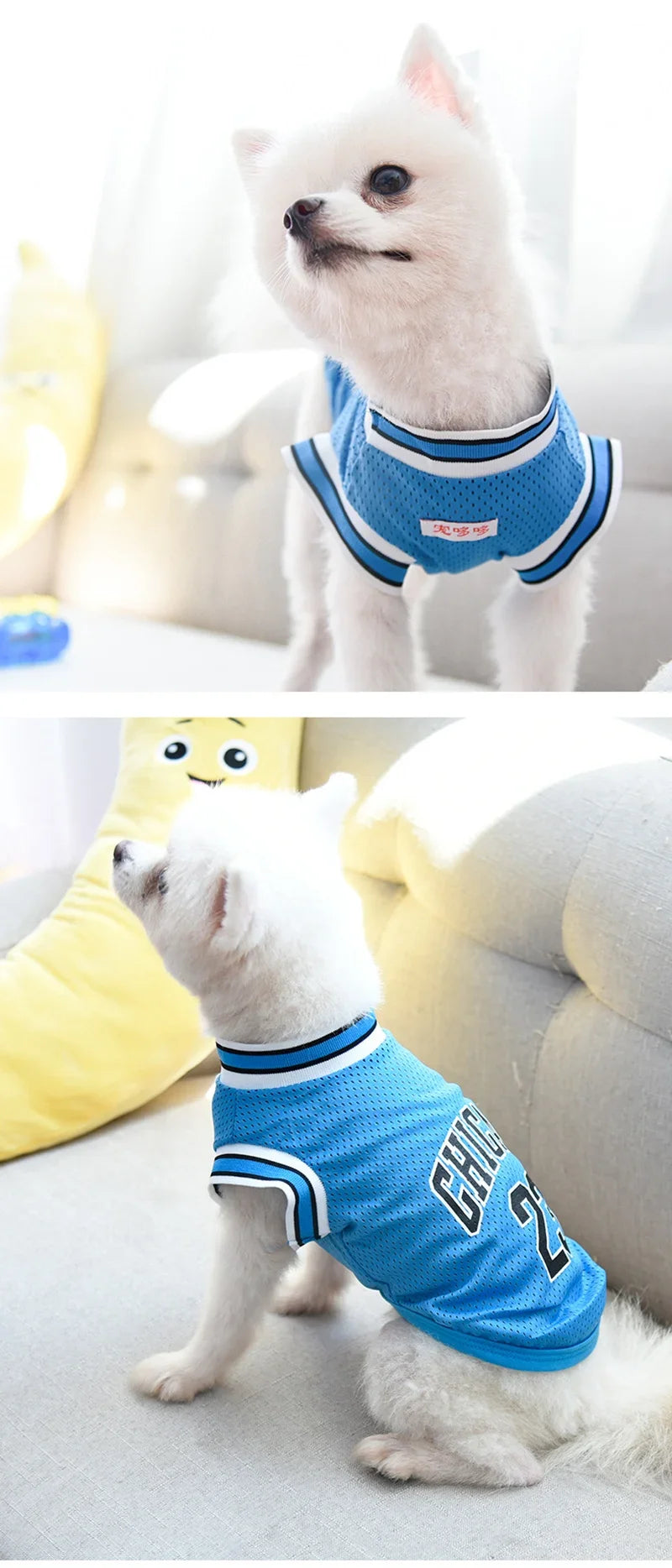 Ein weißer Hund in einem blauen Pet-West und Trikot, der aufblickt.