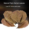 Dried natural palm kernel leaves used to lower pH and improve water quality in aquariums
