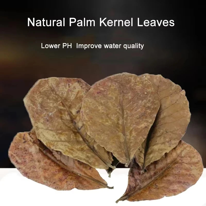 Dried natural palm kernel leaves used to lower pH and improve water quality in aquariums