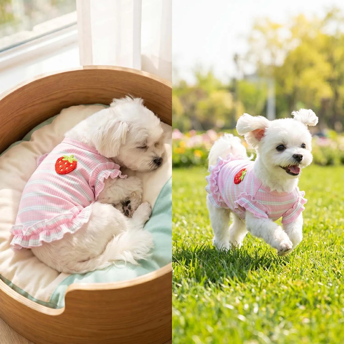 A fluffy white dog wearing a pink and white strawberry embroidered dress lying in a wooden bowl outdoors.