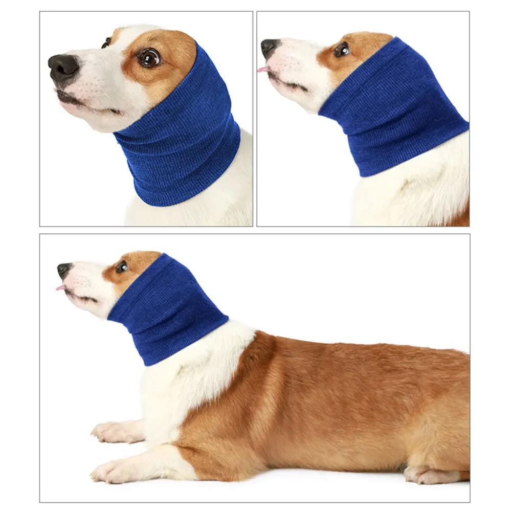 Un chien brun et blanc portant un bandeau d'oreille anti-bruit bleu.