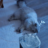 A blue stainless steel pet water fountain is shown with a cat drinking water from it on a light blue rug.