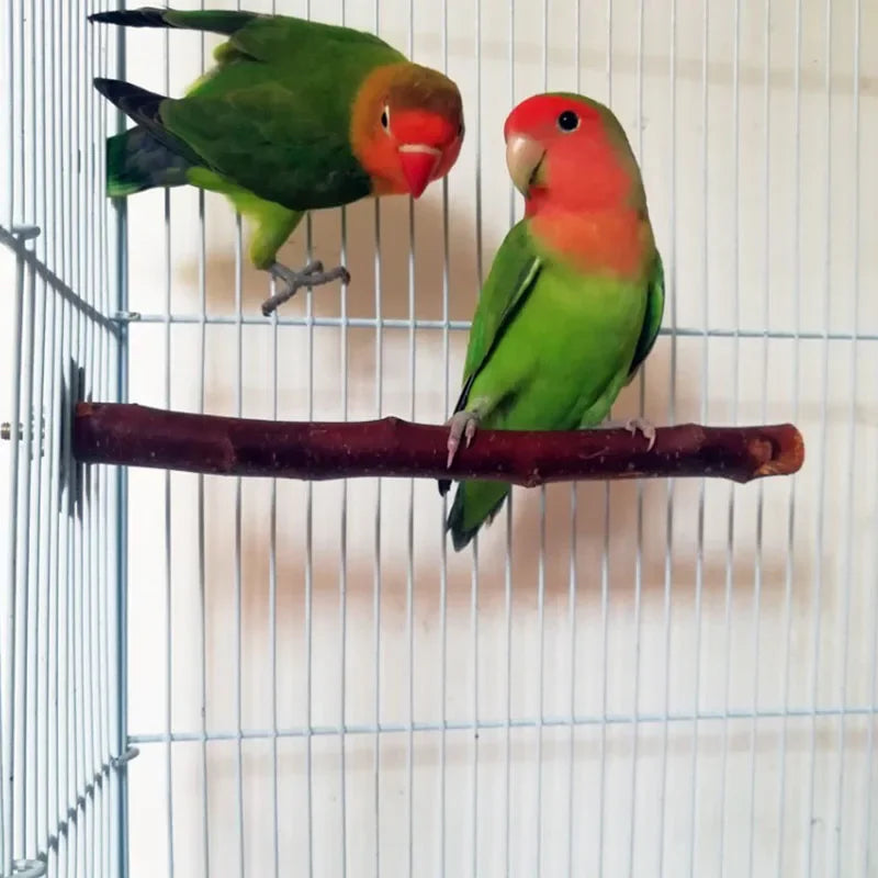 Deux pinsons, un vert et orange, perchés sur un perchoir en bois naturel dans une cage de fil