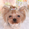 A small, fluffy dog with light brown fur is shown wearing a pink and white heart-shaped hair clip.