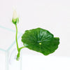 Une feuille de lotus verte avec un bourgeon en développement, exposée sur un support transparent.