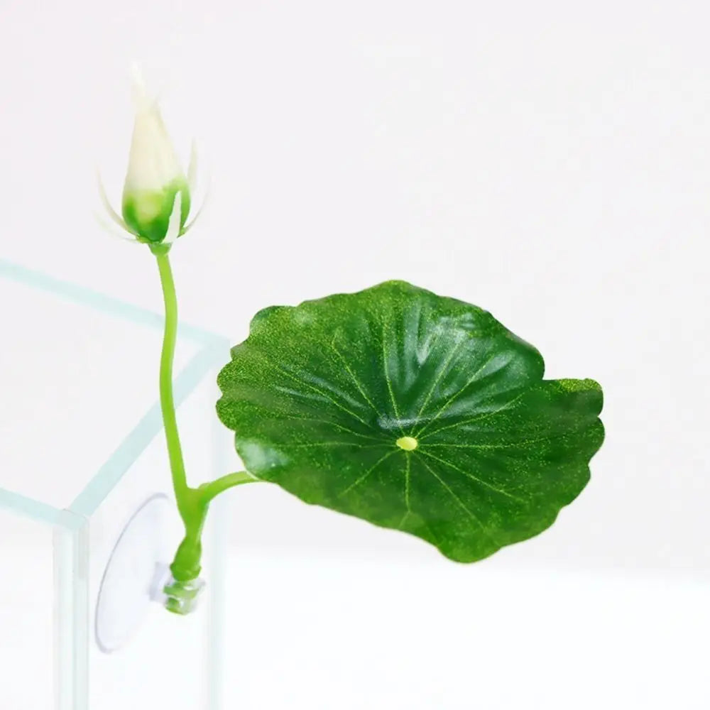 Une feuille de lotus verte avec un bourgeon en développement, exposée sur un support transparent.