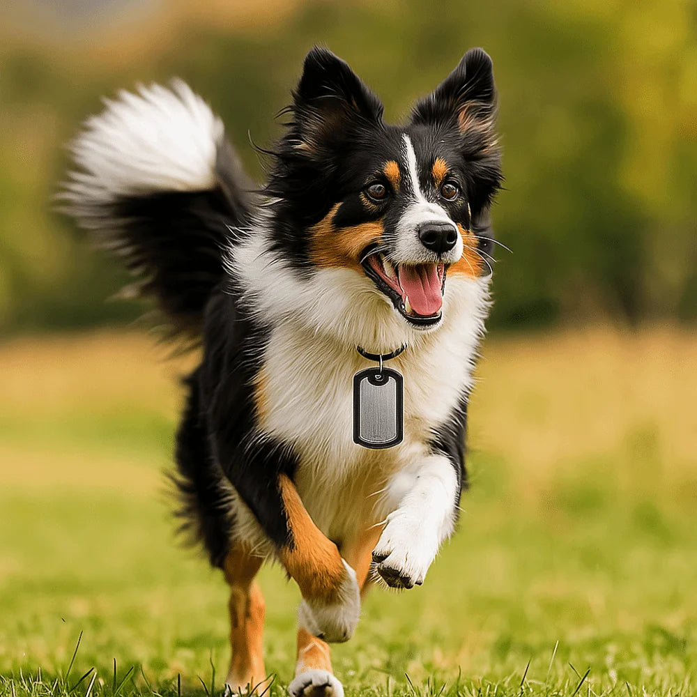 A black and white dog with a fluffy tail is running across a green field, wearing a dark silicone dog tag protector.