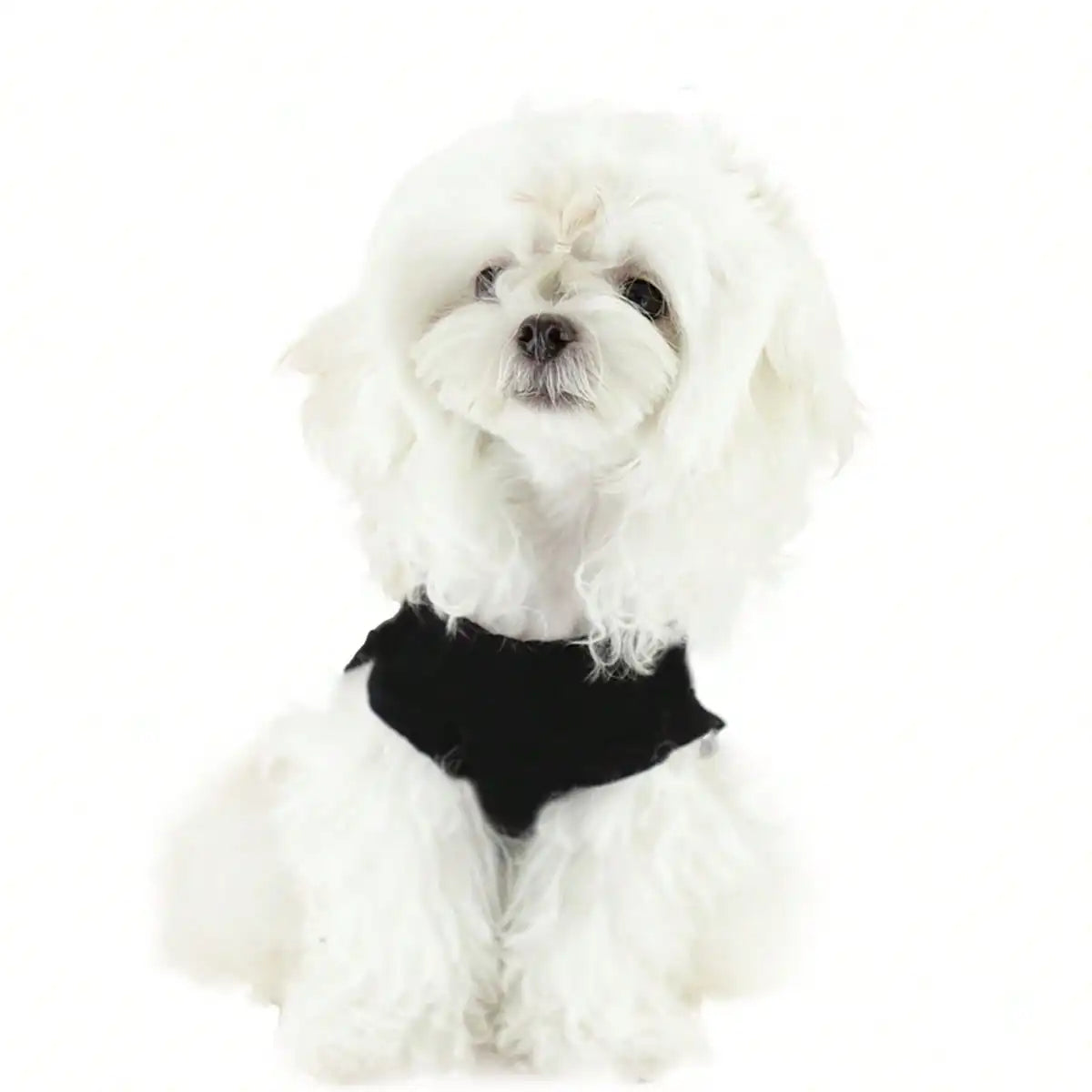 A fluffy white dog wearing a black vest.