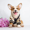 A happy dog wearing a beige knit sweater with a brown bear pattern, sitting on a white surface.