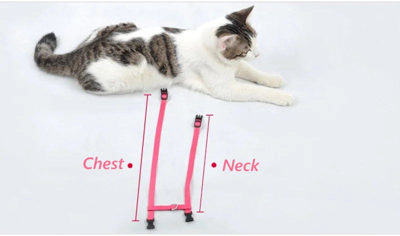 A tabby and white cat lying down next to a pink adjustable nylon pet harness, showing measurements for the chest and neck.