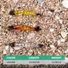 Three luminous soft shrimp lures of varying colors and lengths resting on a gravel surface.