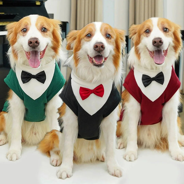Three happy dogs in warm fleece tuxedos with bow ties sitting for a photo.