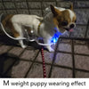 Un perro pequeño marrón y blanco vistiendo un impermeable transparente con luces azules brillantes.