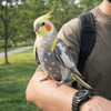 A small yellow and orange parrot wearing a gray flight suit is perched on a person's arm outdoors.