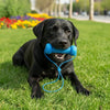 A black Labrador dog lying on green grass holding a blue dual-action dental chew toy with a rope.