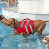 Ein brauner Hund mit einem rot-silbernen, reflektierenden Rettungsweste schwimmt im blauen Wasser.