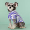 A small, fluffy dog wearing a blue and white striped polo shirt sitting on a light green background.