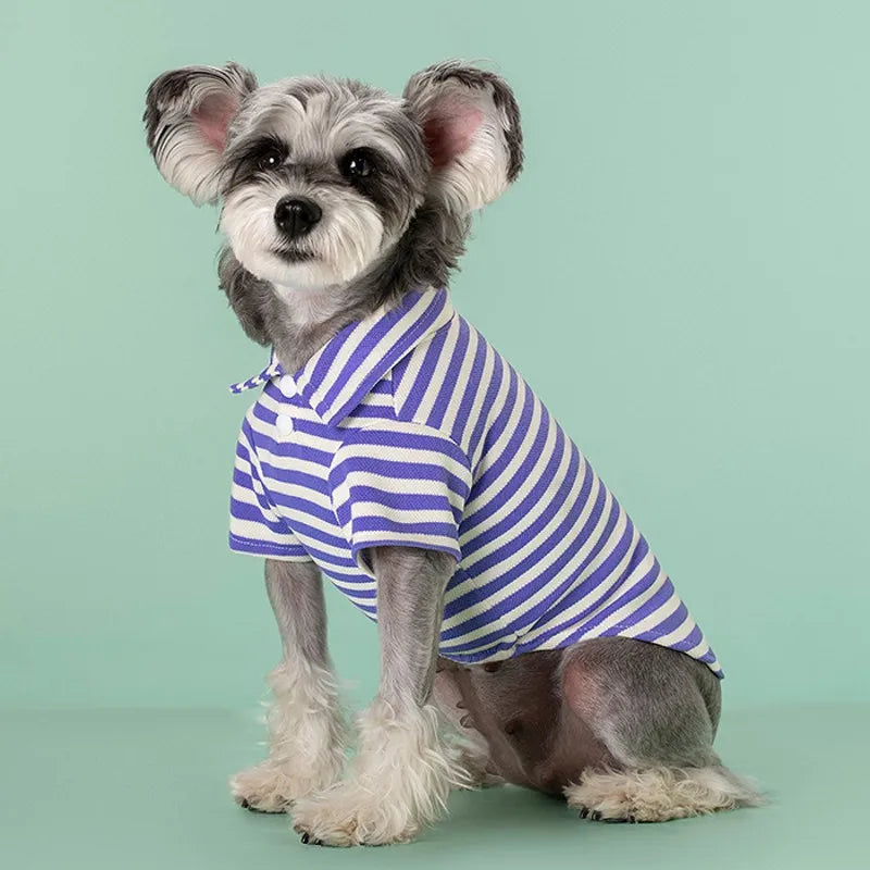A small, fluffy dog wearing a blue and white striped polo shirt sitting on a light green background.