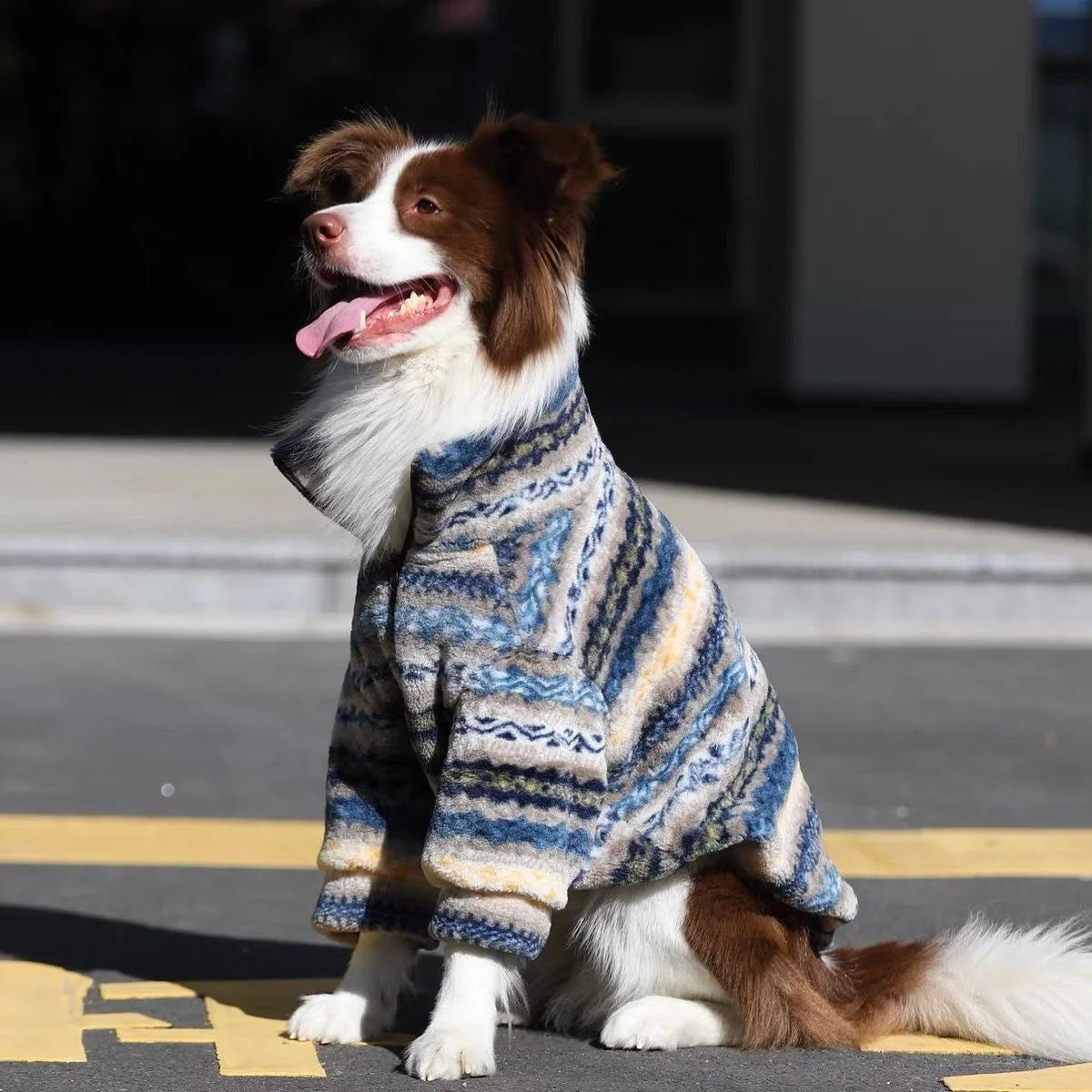 A brown and white dog wearing a blue and gray patterned thermal fleece sweater.