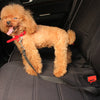 A fluffy golden retriever puppy is secured in a black car seat using a red retractable dog car seatbelt tether.