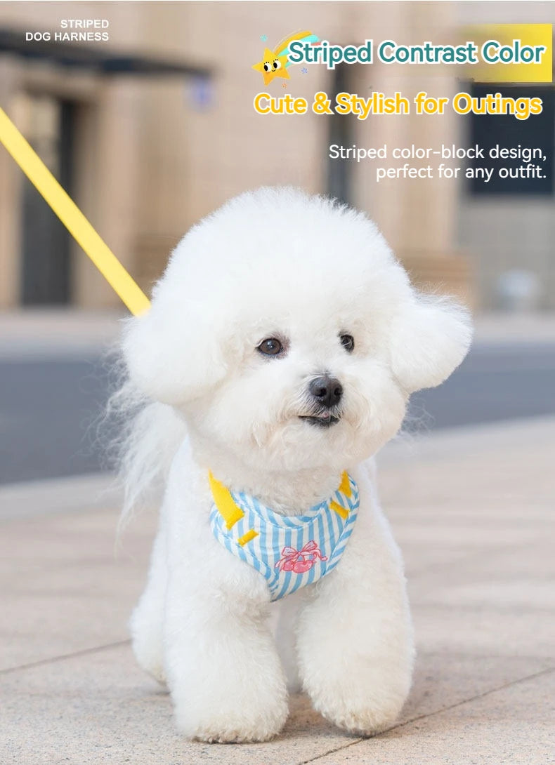 A white poodle wearing a blue and white striped color block dog harness and yellow leash outdoors.