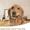 A golden retriever dog holding a natural wood chew toy.
