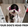 Three dogs wearing protective black safety helmets and goggles for head protection