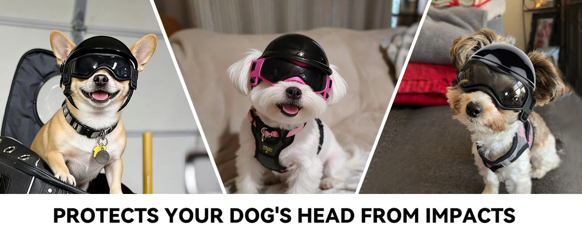 Three dogs wearing protective black safety helmets and goggles for head protection