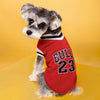 A small, gray and white dog wearing a red sweater with the text BULL 23.
