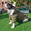 A fawn and white English Bulldog wearing a olive green PU leather dog jacket outdoors.