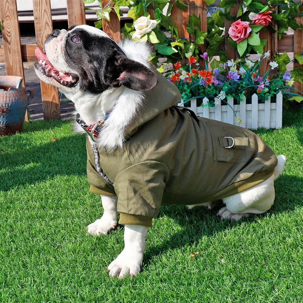 A fawn and white English Bulldog wearing a olive green PU leather dog jacket outdoors.