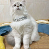 Flauschiger grau-weißer Kater mit silbernem Halsband, sitzt auf Holzoberfläche.