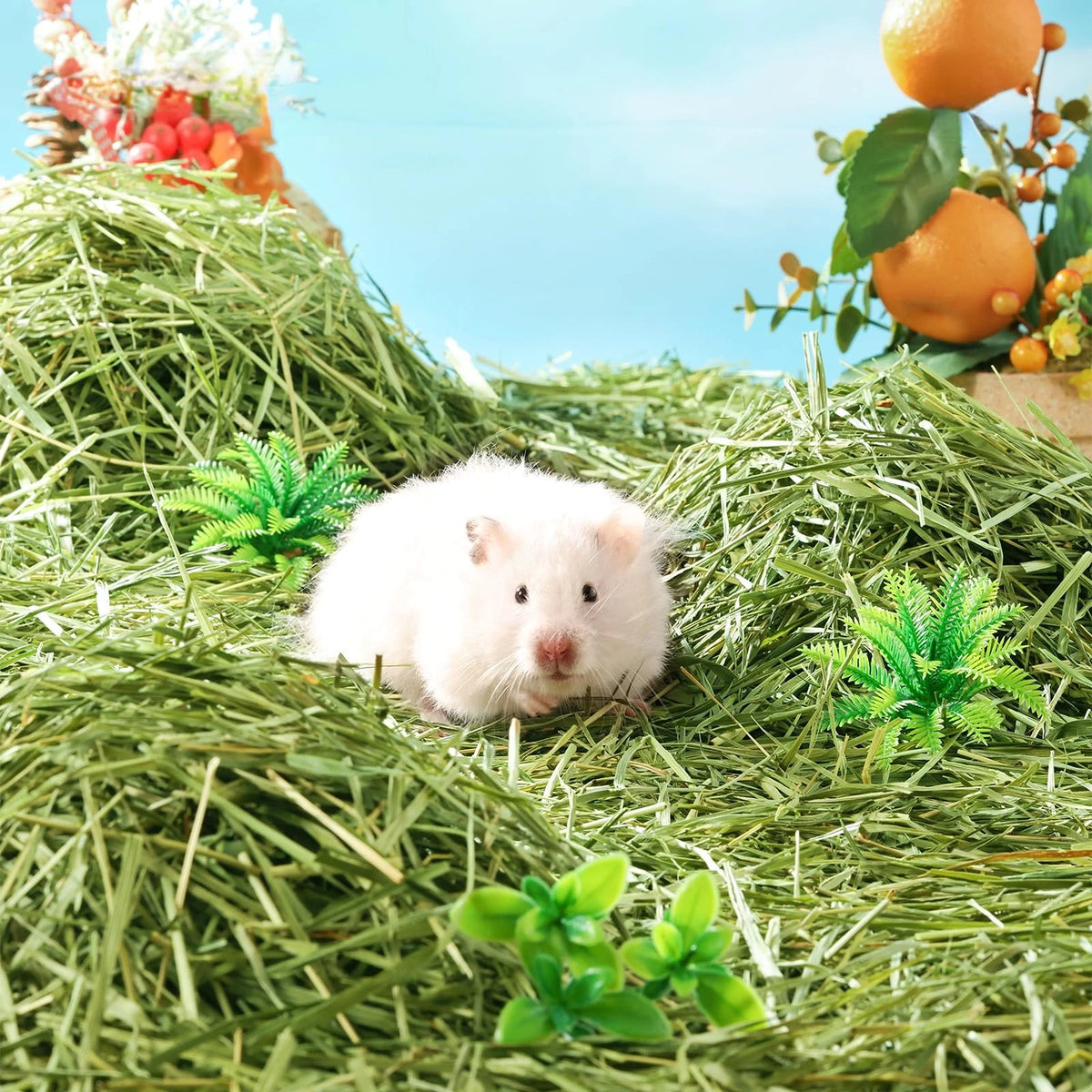 Un hamster blanc se repose dans un lit de foin de Timothy vert avec de petites plantes vertes.