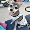 A small, fluffy dog with gray and white fur is wearing a light floral mesh vest.