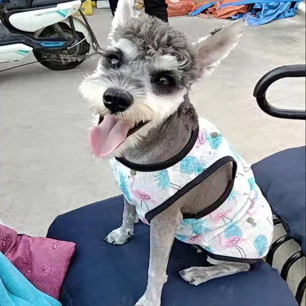 A small, fluffy dog with gray and white fur is wearing a light floral mesh vest.