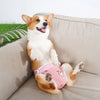 Glücklicher, hellbraun-weißer Französische Bulldogge mit pinken, verstellbaren Trägern auf einem beigeen Sofa.