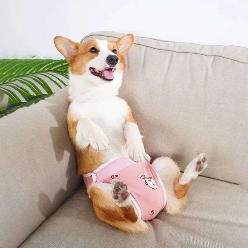 Glücklicher, hellbraun-weißer Französische Bulldogge mit pinken, verstellbaren Trägern auf einem beigeen Sofa.