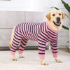 A golden retriever wearing a pink and navy striped four-legged jumpsuit.