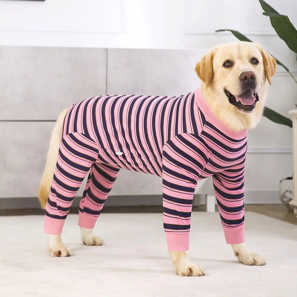 A golden retriever wearing a pink and navy striped four-legged jumpsuit.